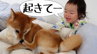 柴犬に「おはよー起きてー」と言う２歳娘…やはり犬だと思ってない？｜犬と子供のvlog