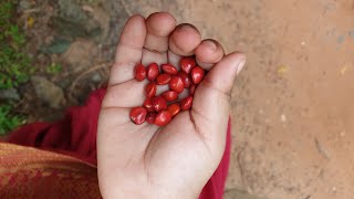 എന്റെ തറവാട് വീടും, സർപ്പക്കാവും, പിന്നെ പറശ്ശിനിക്കടവ് ക്ഷേത്രവും /കാവും, കുളവും / Travel Vlog