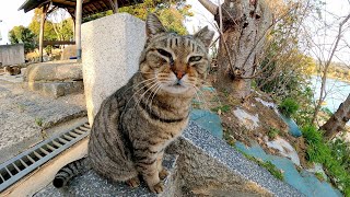 夕方の神社ではいつもマッタリ猫の集会が行われています