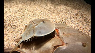 アメリカカブトガニ　Atlantic horseshoe crab　Limulus polyphemus