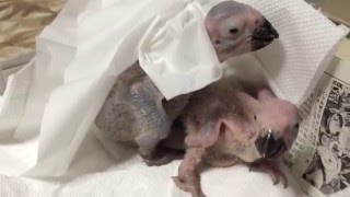 あどけない鳴き声のヨウムの雛 Handfeeding of Babies African Grey Parrot