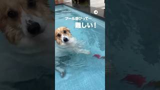 おしりが浮かないコーギーさんの犬かき🍑｜PECO