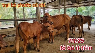 7/1/25: đực sind lẻ: 12tr, cái tách con: 12,5tr \u0026 13,5tr, cái chữa: 19,5tr..lh 0366407679