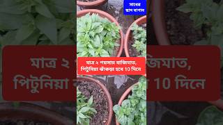 পিটুনিয়া গাছ প্রচুর ঝাঁকড়া করতে দুই পয়সার সার গাছকে  দিন আর কামাল দেখুন, How ro make petunia busy