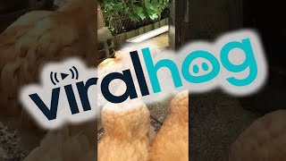 Anna the Buff Orpington Chicken has the Cutest Squeaky Sneeze || ViralHog