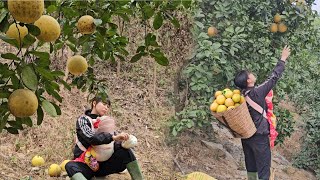 Axin went to work as a laborer, Tam went to the mountains to harvest grapefruit to sell