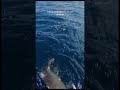 girl shark дайвер акула девушка