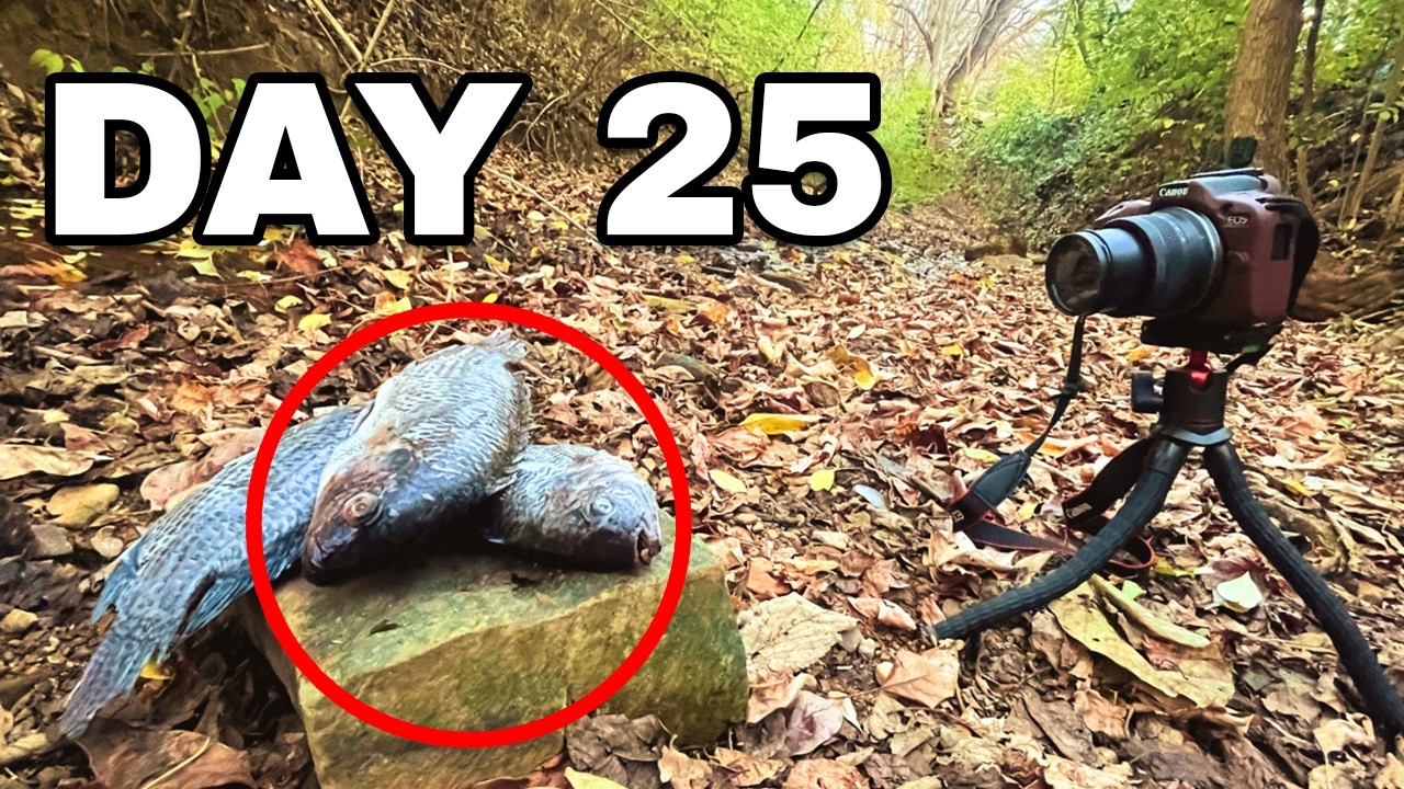 I Left Food In A Forest What Showed Up Youtube