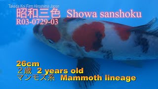 【錦鯉】Showa sanshoku　昭和三色　番号・Reference R03-0729-03【koi】