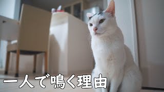 お喋り猫チロちゃんが1階で一人鳴いている理由は…？