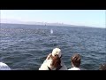 8.19.24 humpback whales