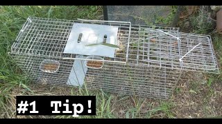 Trap Training - My biggest TNR trapping tip !