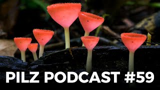 Pilz Podcast  #59 | Pilze sammeln \u0026 züchten