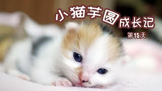 猫：你们都有奶猫吸，我也要吸（自己）【芋圆出生第15天】