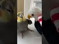 Cockatiel Kissing His Plush Pal #bird #cockatiel #parrot #yumyumthetiel