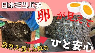 自然入居群【日本ミツバチ】重箱から観察巣箱に入れ替えて👀💫卵の確認まで🥚🥚👏