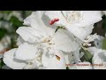 Жасмин садовый Эльбрус philadelphus coronarius 🌿 обзор как сажать саженцы жасмина Эльбрус