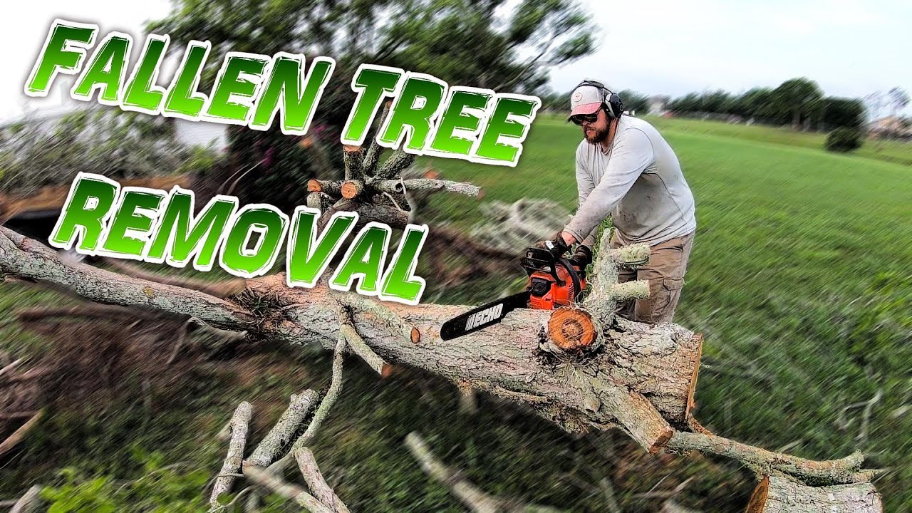 Fallen Tree Removal Youtube