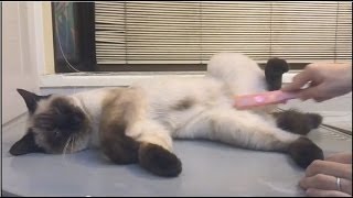 シャム猫のブラッシング The siamese cat's brushing.