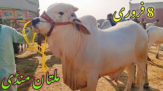 Qurbani 2025 ka Mall or kusuraat Bachroo ki latest update on Saturday