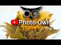 Photo-Owl Time Lapse Channel: Preview 【4K】