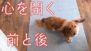 【保護犬】ご飯前のテンションの上がり方　心を開く前と後を比較してみた【カニンヘンダックスえびすの日常】