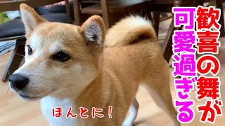 我が家へ帰る！と柴犬に言ったら完璧理解した行動でした！ shiba inu