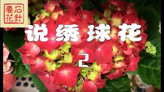 [石针养花]商店卖的绣球花2 - Hydrangea macrophylla