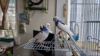 月曜日の朝もわちゃわちゃ✨セキセイ男子(熟年)をライブ配信　#birds #セキセイインコ #budgies