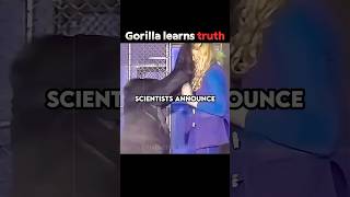 The Gorilla At The End