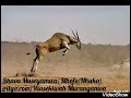 Mhofu yemukono/ Shava Museyamwa/Nhuka  (Netyaka)