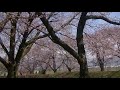 2020 黒沢川の桜