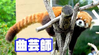 【円山動物園のレッサーパンダ】曲芸師（エイタ）　June 29 , 2020　Red Panda EITA at Maruyama Zoo