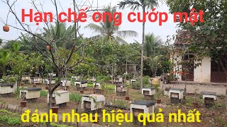 Hạn chế ong cướp mật đánh nhau hiệu quả nhất.