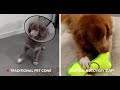 recovery suit for your dog