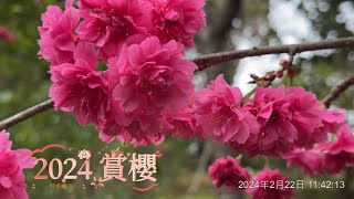 林口小燕姐～2024.02.22後院賞櫻