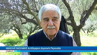 Έπιασαν... δουλειά στις ελιές του Δήμου Ηρακλείου οι ωφελούμενοι του ΚΕΘΕΑ