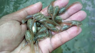 Frog farming - Water changes, small frogs | ការចិញ្ចឹមកង្កែប - ការផ្លាស់ប្តូរទឹកកូនក្អុក