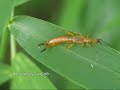 earwigs dermaptera stretching out hindwings