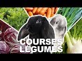 Quels légumes pour mes lapins ? Je vous emmène faire les courses