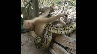 monkey in a bad situation with a sneak