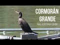 birds of europe know each species of bird with their names part 1