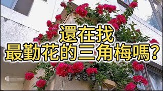 還在找最勤花的三角梅嗎？就它吧能開大半年#花园 #花園