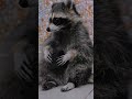 Cute and funny racoon 😍 #shorts #youtubeshorts #racoon #wildlife