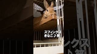 いろいろなきなこ笑#うさぎ#うさぎのいる暮らし#rabbit#飼い方