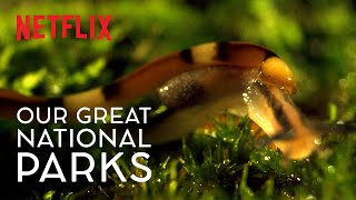 The Horror of the HammerHead Worm | Our Great National Parks | #WildForAll | Netflix