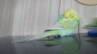 帰ってきた！寝落ちするセキセイインコ