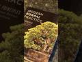 Modern Bonsai Practice - intermediate level bonsai book #bonsai