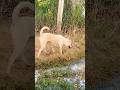 Dog find ducks #puppy #doglover #cute #animals #funny #doglove #dog #barking #love #shortvideo #top