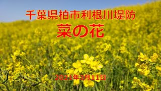 利根川堤防の菜の花